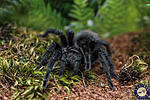 Grammostola Pulchra