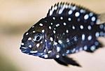 Tropheus duboisi