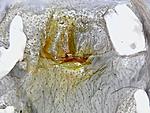 P.irminia5 FM l6 thumb