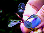 Pygmea