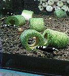   ϳ