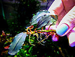 Bucephalandra sp. Helena Dark