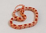 Amel pos.Revers Okeetee dh Butter Motley 22.1.1