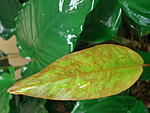 Anubias Callos.
