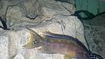Neolamprologus Buescheri "Kamakonde"