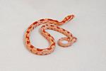 Amel pos.Revers Okeetee dh Butter Motley 6.1.1