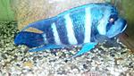 Cypotilapia gibberosa blue-zaire kapampa