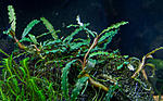 Bucephalandra sp. Kayu Lapis 1