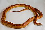 Motley Striped het. Bloodred