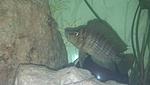Altolamprologus kompressiceps "Kigoma"