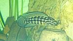 Julidochromis marlieri "kalambo"