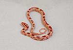 Amel pos.Revers Okeetee dh Butter Motley 3.1.1