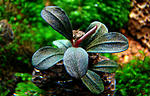 Bucephalandra sp.Brownie Phantom