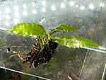 DSCN7523 (1)