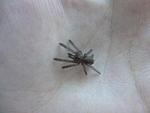 Lampropelma nigerrimum arboricola (ex borneo black) L1