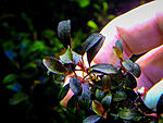 Red Chilli 1