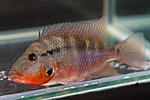 Thorichthys meeki
