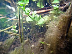 Huralnya lake underwater