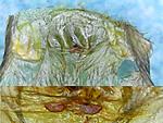 C.fimbriatus2 FM  L5
