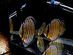 IMG 0059