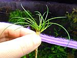 Eriocaulon short Sulawesi grass