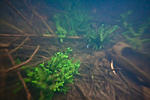 Huralnya lake underwater