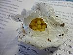      Lampropelma nigerrimum arboricola (ex borneo black)