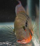 Thorichthys meeki