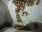  2   Lampropelma nigerrimum arboricola (ex borneo black)