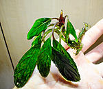 Achilles Green 2