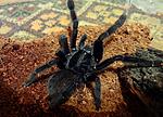 Lampropelma nigerrimum arboricola (ex borneo black)