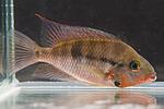 Thorichthys meeki