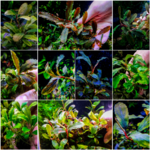 MyCollages(2)