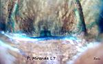 P.miranda 3 l7