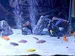 IMG 20170827 212252[1]