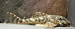 L 127 Hypostomus Unae
