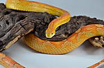  Ultramel Motley het. Anery, Caramel 2013