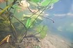 Huralnya 
underwater 
lake  
August 
water plants