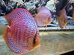 IMG 20170912 225415