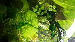 freshwater algae