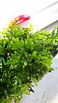 IMG 20170730 171624