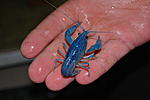 Procambarus alleni