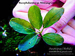 Mawang green