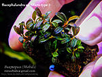 Micro type 2