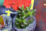 Pocillopora 6