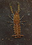Camb.diminutus