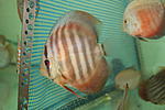 IMG 0872