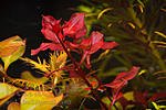 Ludvigia Super Red