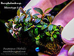 Micro type 2