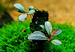 Bucephalandra sp. Purple rain
